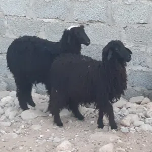 ماجد الحاتمي 