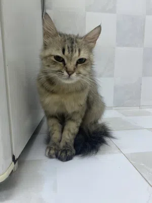 للتبني شرازي جميله