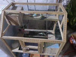 طيور حب هنه وقفصهن خمس ازواج