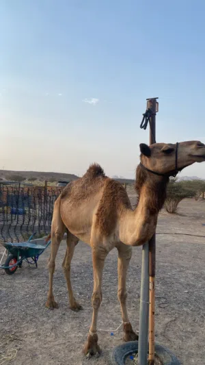 ناقه للبيع