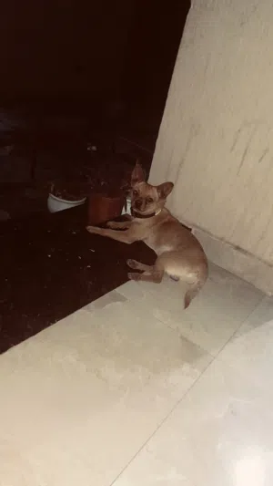 دكر شيواو للبيع