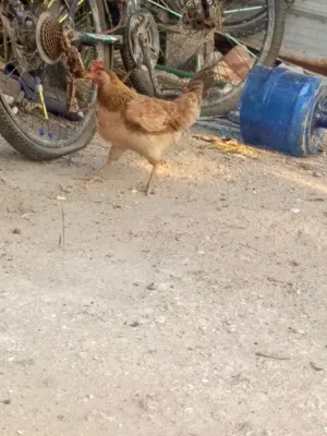 دجاج كويتي لبيع
