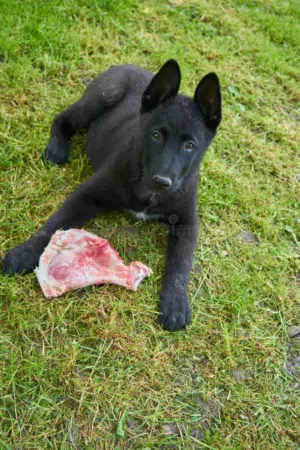working line GSD Puppies