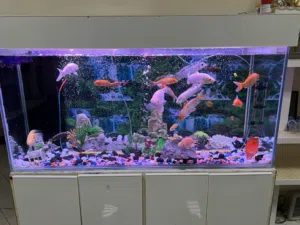 Fish Aquarium and Fishes for sale