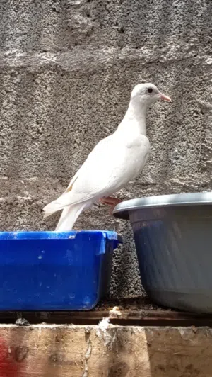 حمامه راعبي