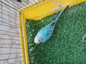 جوز طيور حب ذكور لون ازرق للبيع