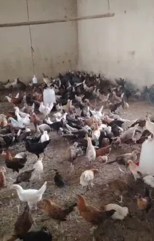 يتوفر دجاج عماني وحبشي وبط