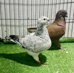 كوبية شورايزر للبيع