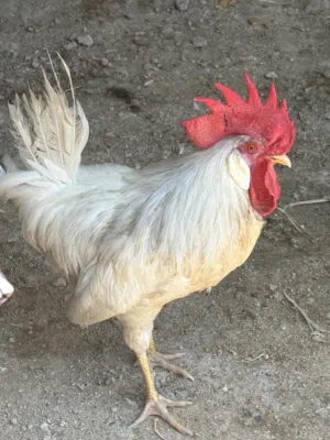 ديك ليجهورن ابيض صافي  كبير عمر اكبر من 6 اشهر