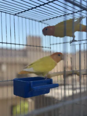 كوبيه بركديلو