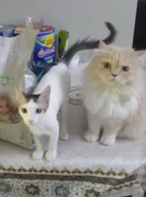 Adoption post for both female cat for free.