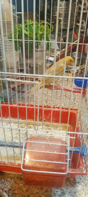طيره للبيع مع القفص عمرها تقريبا 6 شهور لون بصلي