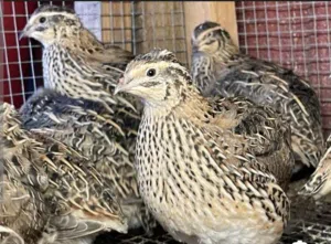 سمان / فر / بيض للبيع