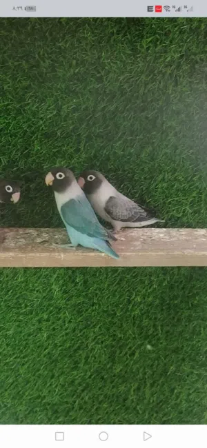 احمد ناصر كحيط 