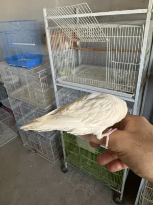 للبيع لافبيرد أليف