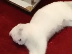 قطه سكوتش فولد ذكر لعوب و صحه ممتازه خالي من اي عيب الييف و نظيف جدا للتبني شرط التبني دفع سعر رمزي