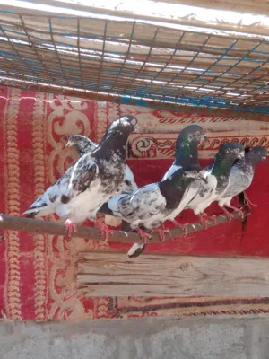 حمام باكستاني