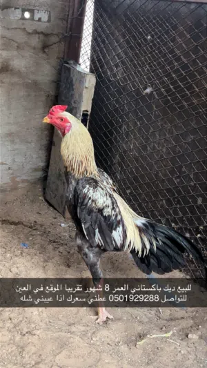 للبيع ديك باكستاني العمر 8 شهور تقريبا