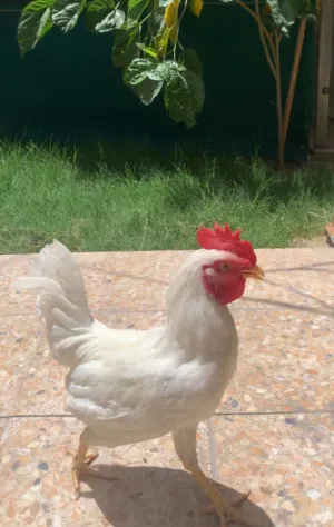 ديج عرب ابيض نقي