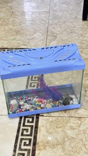 حوض سمك ربي يبارك
