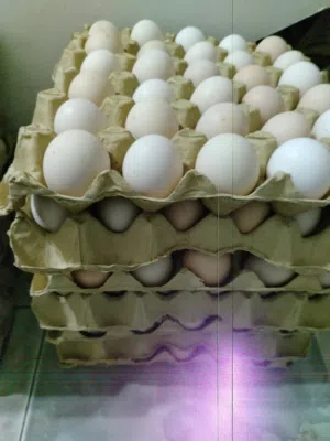 يوجد بيض عماني