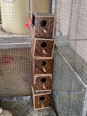 صناديق للروز أو البادجي