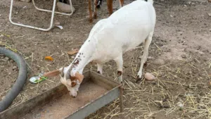 اغنام محليه شحريه