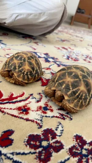 High-quality turtles available