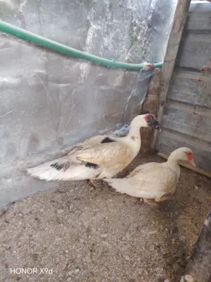 بش مصري وبش عادي