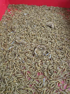 الدود القبابي عادي وسوبر mealworms, normal and super