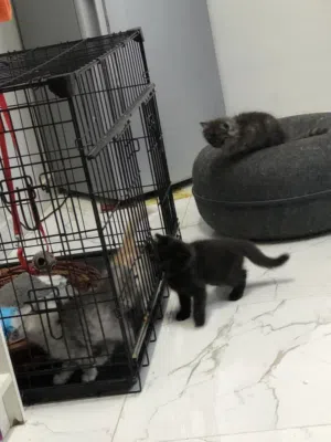 قفص للكلاب والقطط