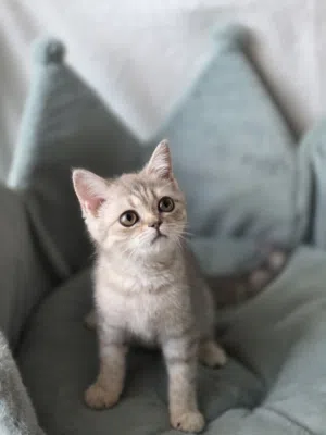 بريتش شورت هير british short hair
