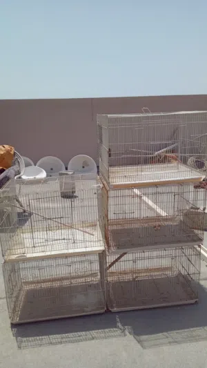 اقفاص للبيع