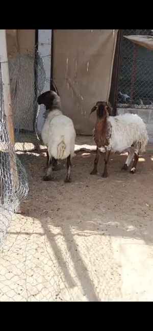 ‏ماعز‏3