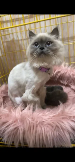 انثى هملايا بلو بيور منتجه  بصحه ممتازه نضيفه ومحلوقلها قبل فتره  القطه متعوده على كلشي بيع مستعجل