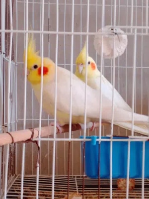 كوبيتين كوكتيل للبيع لاتينو مصوقره توا تسخن علي دحي الكوبيه الثانيه الانثي ايزابيل مصوقره وذكر ملطع