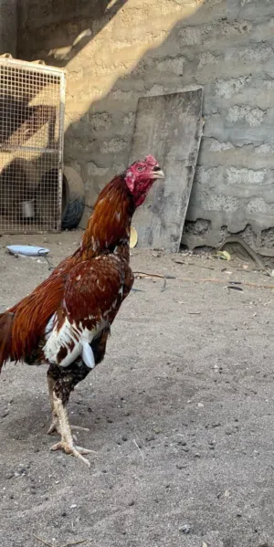 ديك بوليا للبيع