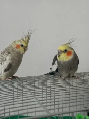 جوز كوكتيل مقنى اقرا الوصف قبل لا تبعت ............. .......................................... ....