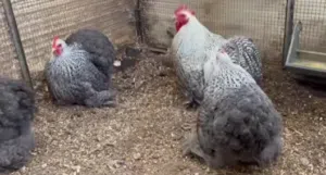 مطلوب (مطلوب دجاجه راقده) مطلوب فقاسه حجم صغير تكون كويسه وسعر طري داخل اربد الصوره لي لفت الإنتباه