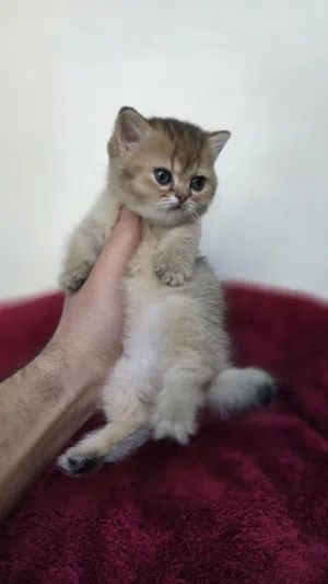 Munchkin british/Scottish