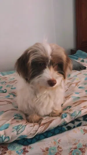 هافانيز Havanese
