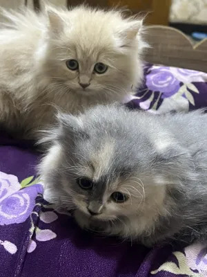 Persian0