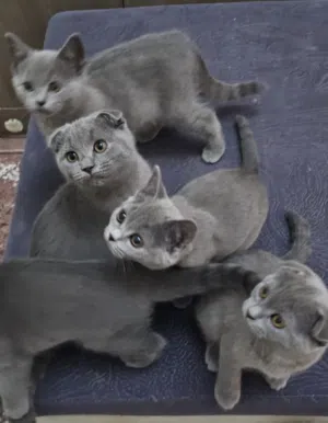 Scottish fold and straight ear kittens
