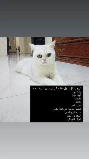قطة سكوتش ستريت للبيع