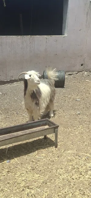 رمج من حلال الرحوب نوادر للبيع ب85