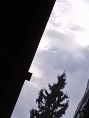 مطلوب فرس منظر ومحظر