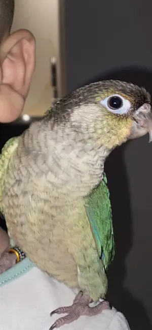Parrots0