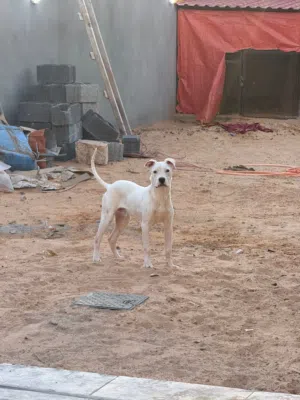 ربي يبارك جرو دوقو