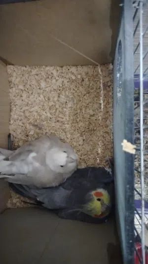 جوز كوكتيل تحتيه 4 بيضات