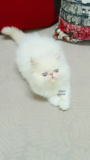 ذكر هيمالايا مستوي واضح